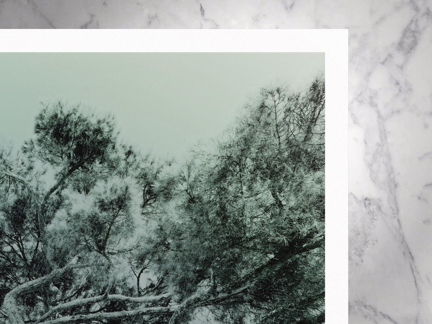 Illumination Végétale