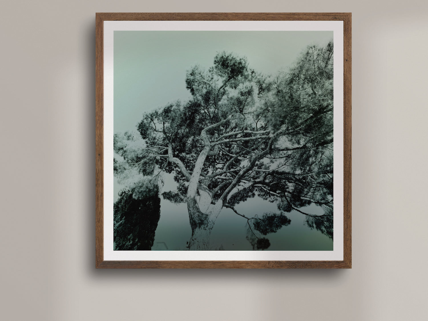 Illumination Végétale