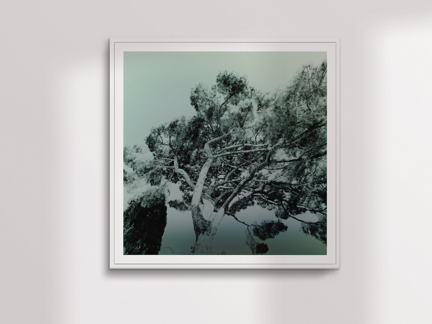 Illumination Végétale