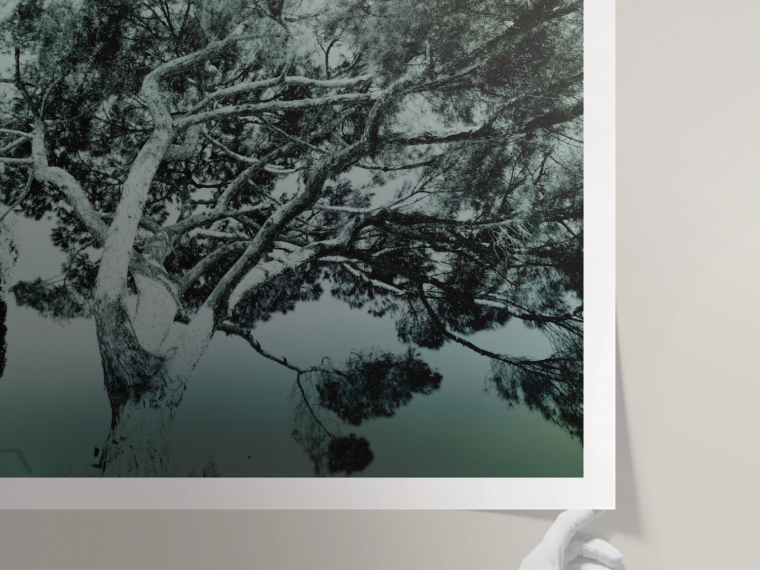 Illumination Végétale