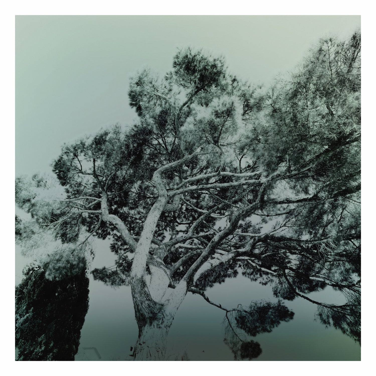 Illumination Végétale